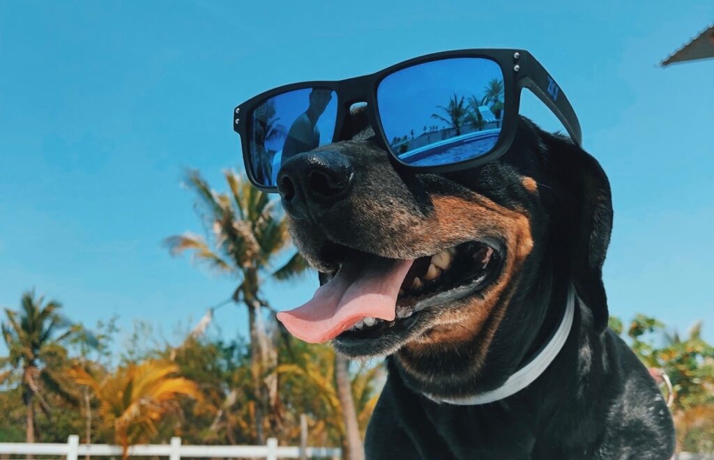 Very cool dog in sunglasses wishing you a great day.