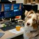 A friendly dog sitting at a bank of computers trying to work up the energy to get his newsletter written