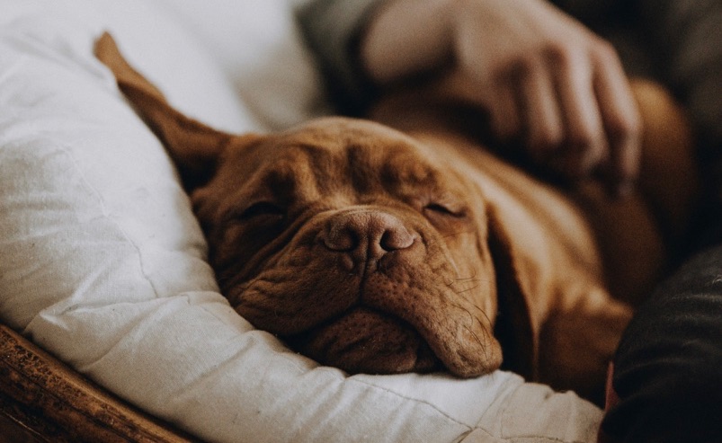 Close up of a cute sleeping dog.