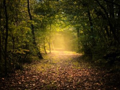 A path in the forest leading to a pool of golden light