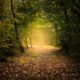 A path in the forest leading to a pool of golden light