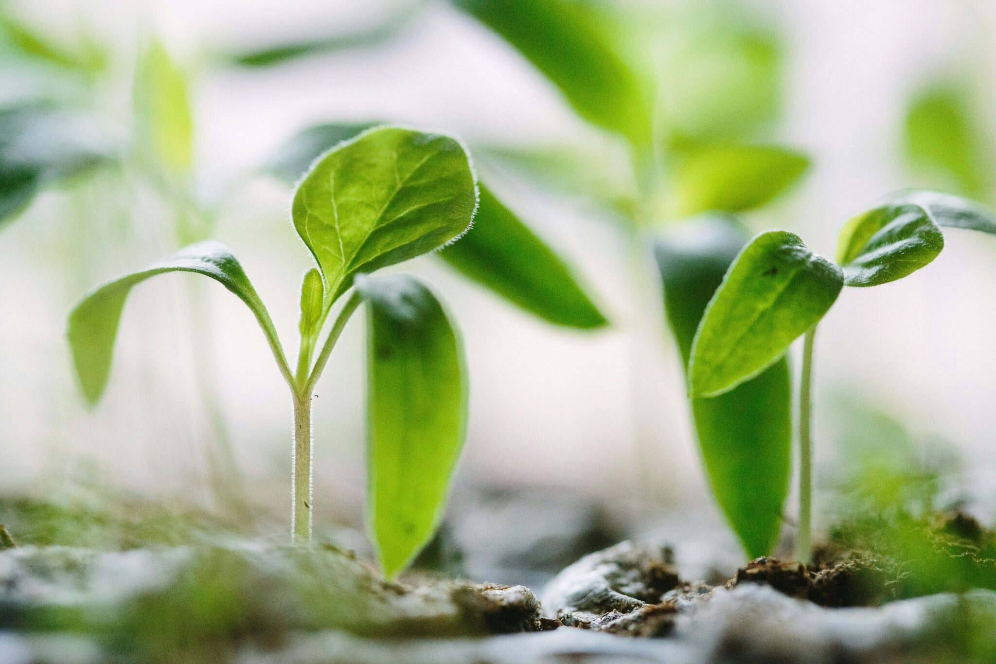 Growing seedlings convey a feeling of light and optimism