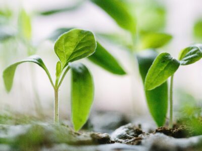 Growing seedlings convey a feeling of light and optimism