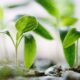 Growing seedlings convey a feeling of light and optimism